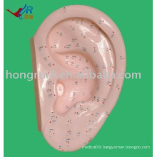 Ear acupuncture model 40CM